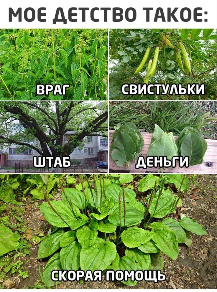 МОЕ дЕТСТ_В0 ТАКОЕ Ёе свистульки скоРАялпоиощь