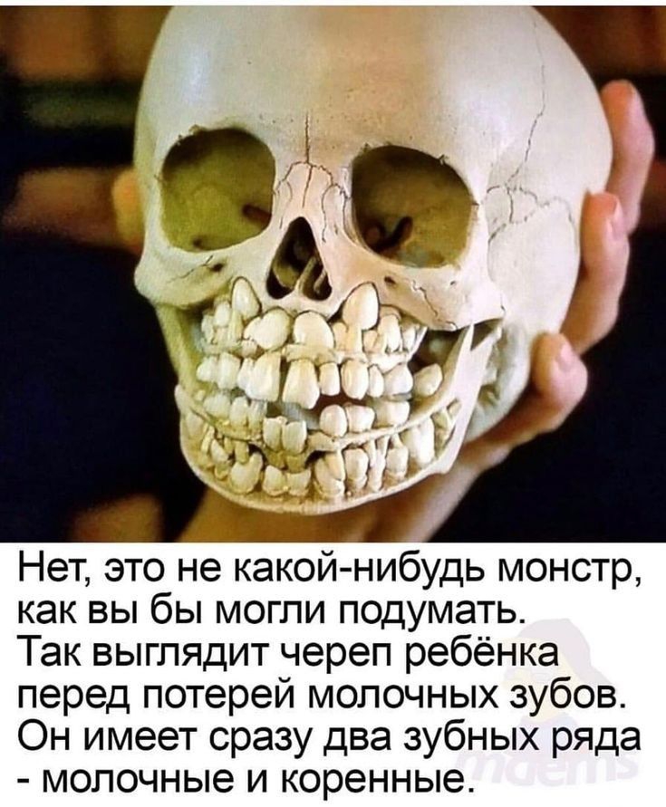 Нет это не какой нибудь монстр как вы бы могли подуматьт Так выглядит череп ребёнка перед потерей молочных зубов Он имеет сразу два зубных ряда молочные и коренные