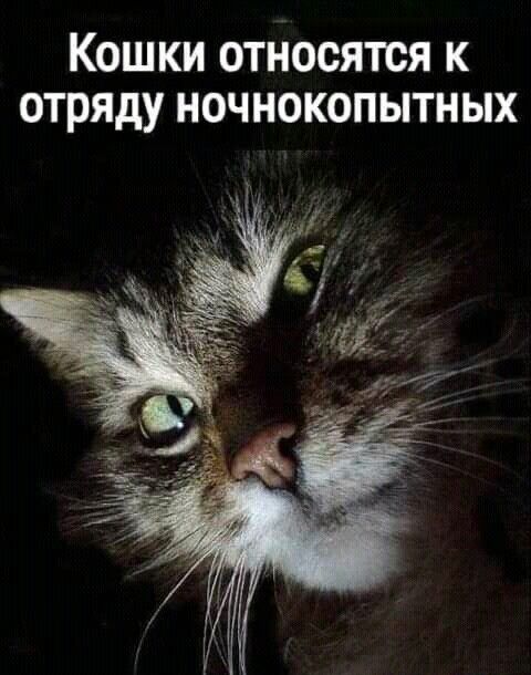 Кошки относятся к отряду ночнокопытных