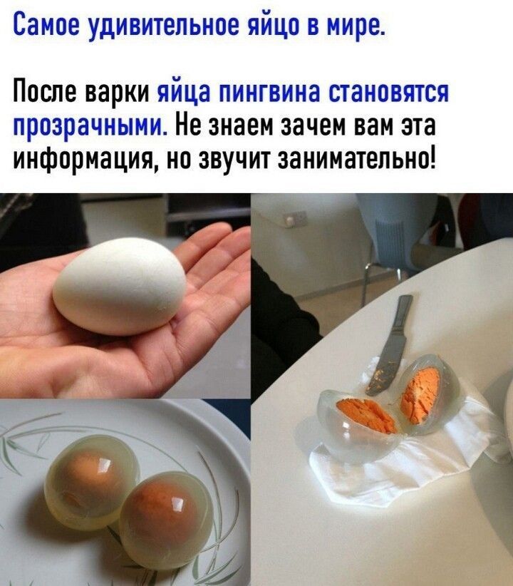 Самое удивительное яйцо В мире После варки яйца пингвина становятся прозрачными Не знаем зачем вам эта информация на звучит занимательно