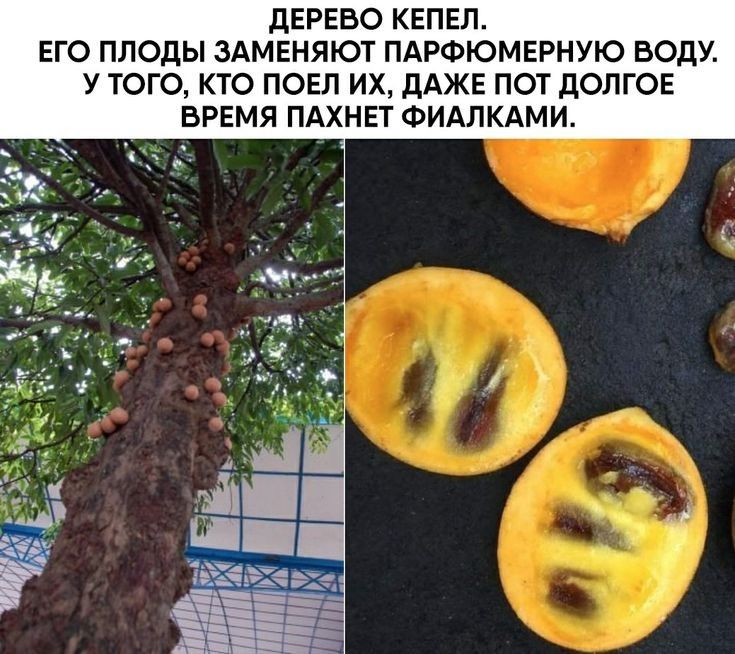 дЕРЕВО КЕПЕЛ ЕГО ПЛОДЫ ЗАМЕНЯЮТ ПАРФЮМЕРНУЮ ВОДУ У ТОГО КТО ПОЕЛ ИХ ДАЖЕ ПОТ ДОЛГОЕ ВРЕМЯ ПАХНЕТ ФИАЛКАМИ