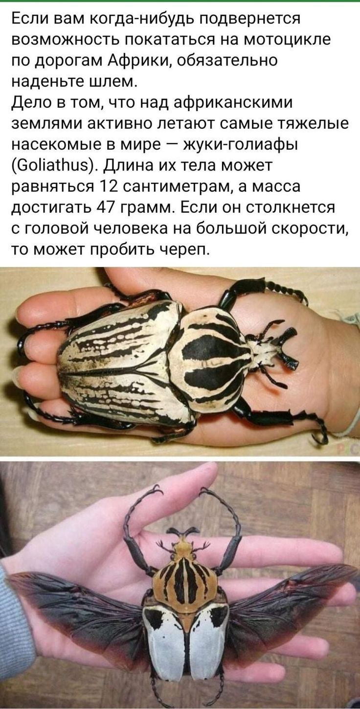 Если вам когда нибудь подвернется возможность покататься на мотоцикле по дорогам Африки обязательно наденьте шлем Дело в том что над африканскими землями активно летают самые тяжелые насекомые в мире жуки голиафы Зоііатлиэ Длина их тела может равняться 12 сантиметрам а масса достигать 47 грамм Если он столкнется с головой человека на большой скорости то может пробить череп