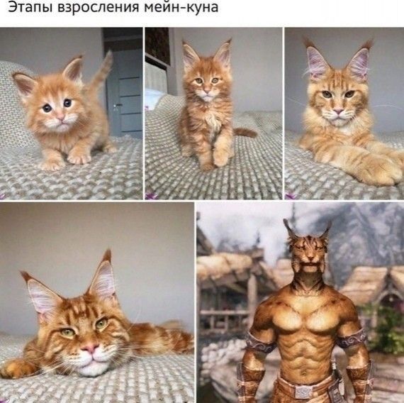 Этапы взросления мейн куна