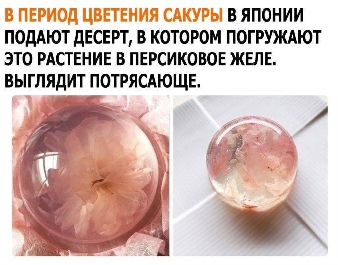 В ЯПОНИИ ПОДАЮТ дЕСЕРТ В КОТОРОМ ПОГРУЖАЮТ ЭТО РАСТЕНИЕ В ПЕРСИКОВОЕ ЖЕЛЕ ВЫГЛЯДИТ ПОТРЯСАЮЩЕ _1 ж