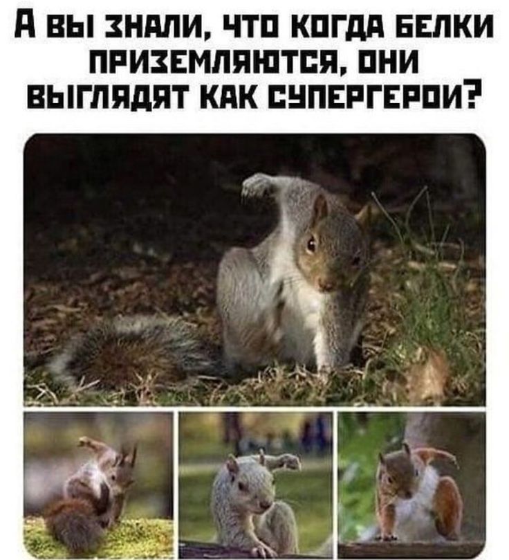 А вы ндпи чтп кпгдп БЕЛКИ приземлится пни выглядят кпк нпвпгнппи