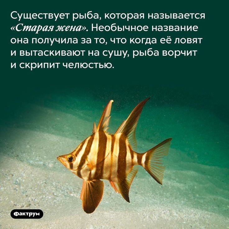 Существует рыба которая называется Стараяжена Необычное название она получила за то что когда её повят и вытаскивают на сушу рыба ворчит и скрипит челюстью