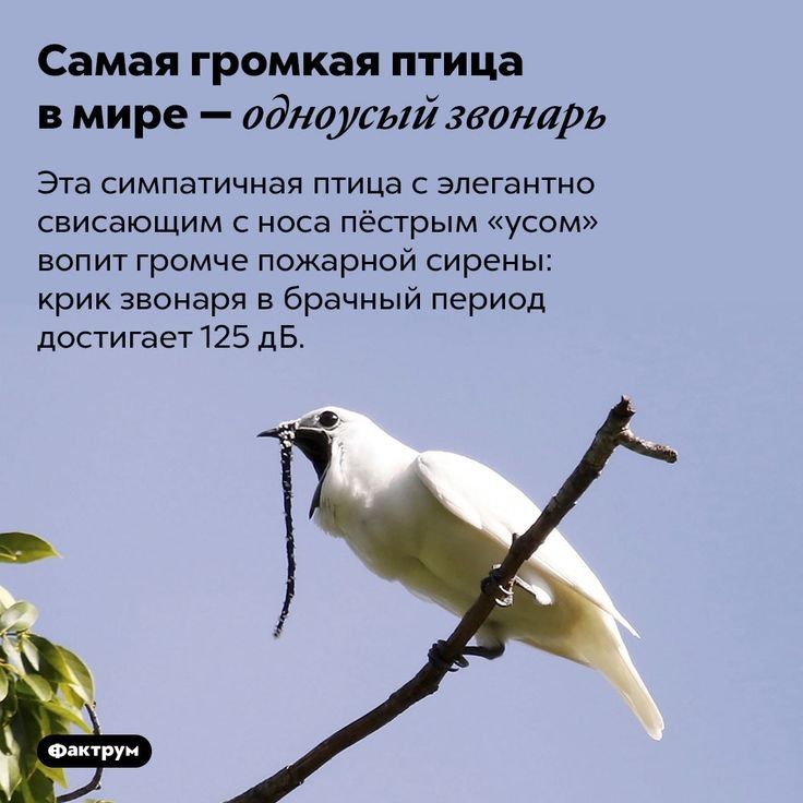 Самая громкая птица в мире одшусый звонарь Эта симпатичная птица с элегантно свисающим с носа пёстрым усом вопит громче пожарной сирены крик звонаря в брачный период достигает 125 дБ 42