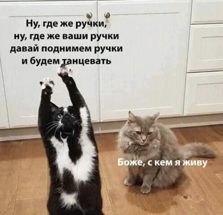 Ф Ну где же ручки 1 иу где же ваши ручки давай поднимем ручки и будем рнцевать