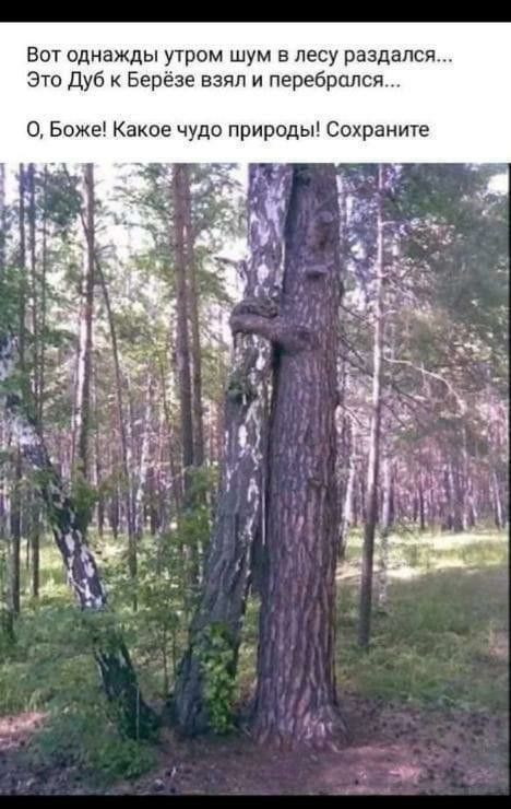 Вот однажды утром шум в лесу раздался Это Дуб Берёза взял и перебрался О Боже Какое чудо природы Сохраните и _