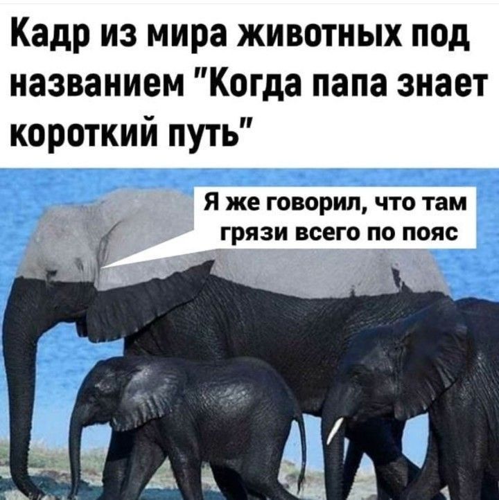 Кадр из мира животных под названием Когда папа знает короткий путь Я же говорил что там грязи всего по пояс