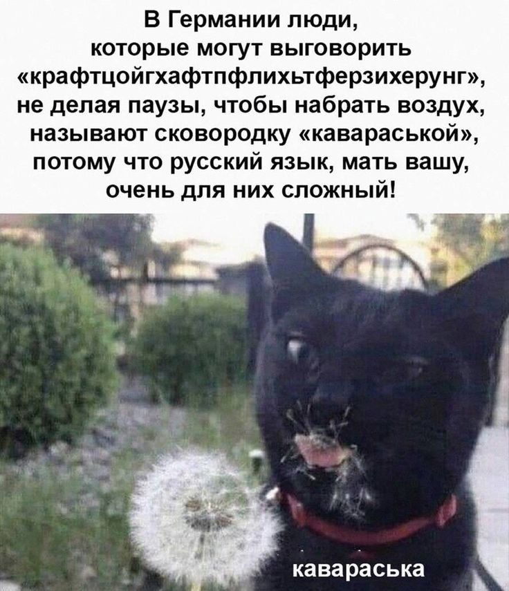 В Германии люди которые могут выговорить крафтцойгхафтпфлихьтферзихерунг не делая паузы чтобы набрать воздух называют сковородку кавараськой потому что русский язык мать вашу очень для них сложный кавараська