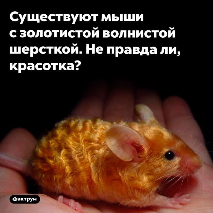 Существуют мыши с золотистой волнистой шерсткой Не правда ли красотка