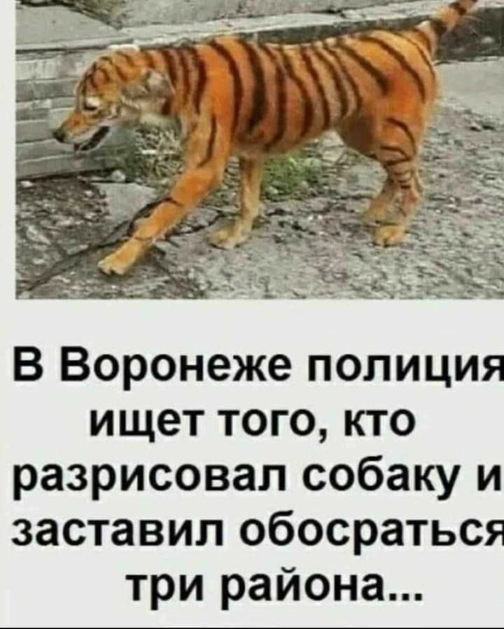 В Воронеже полиция ищет того кто разрисовал собаку и заставил обосраться три района