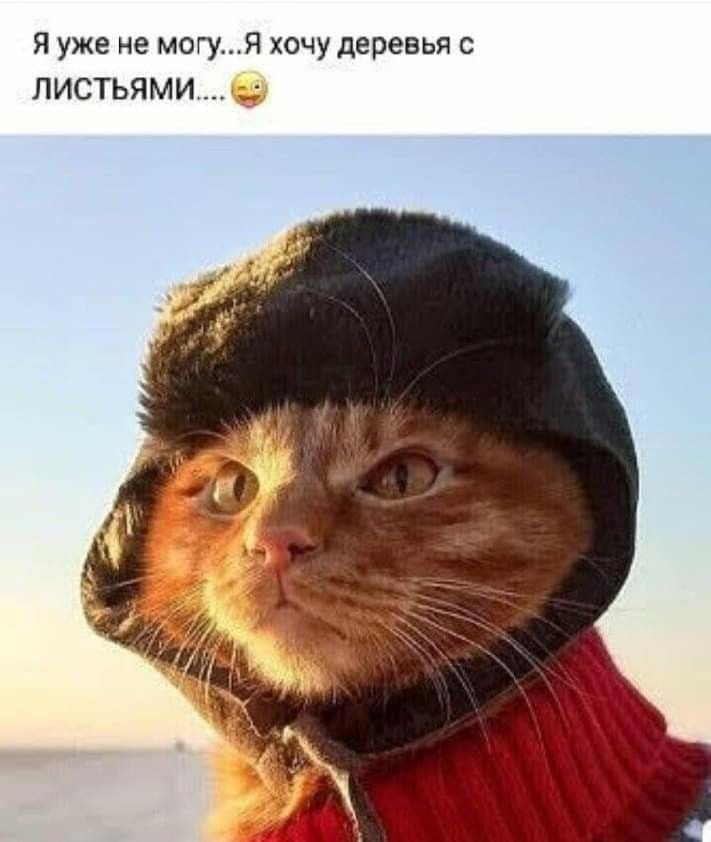 Я уже не могу хочу деревья с ЛИСТЬЯМИ