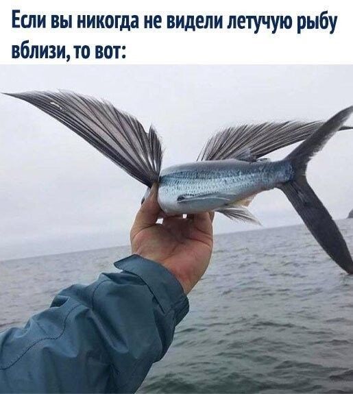 Если вы никогда не видели летучую рыбу вблизи то вот