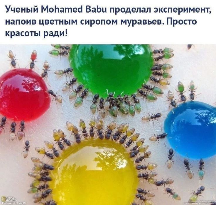 Ученый МоЬатеё ВаЬи проделал эксперимент напоив цветным сиропом муравьев Просто красоты ради