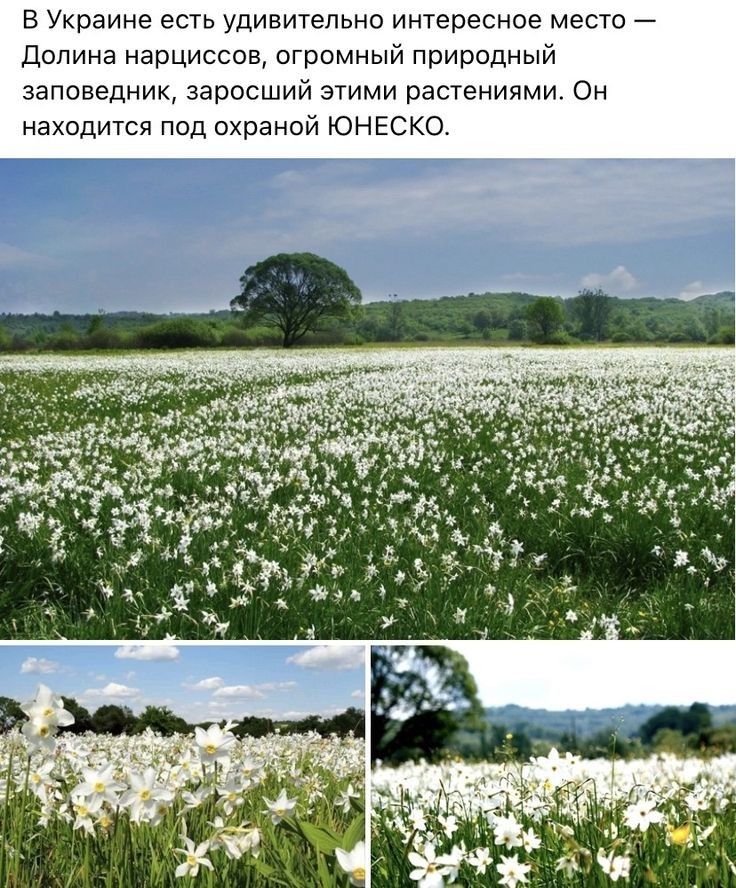 В Украине есть удивительно интересное место Долина нарциссов огромный природный заповедник заросший этими растениями Он находится под охраной ЮНЕСКО