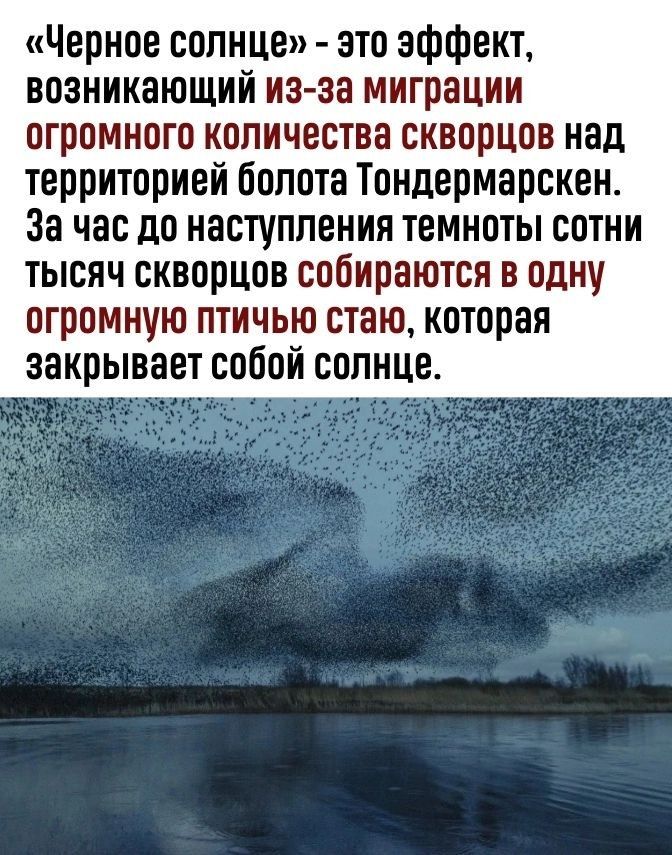 Черное солнце ато эффект возникающий из за миграции огромного количества скворцов над территорией болота Тондермарскен За час до наступления темноты сотни тысяч скворцов собираются в одну огромную птичью стаю которая закрывает собой солнце