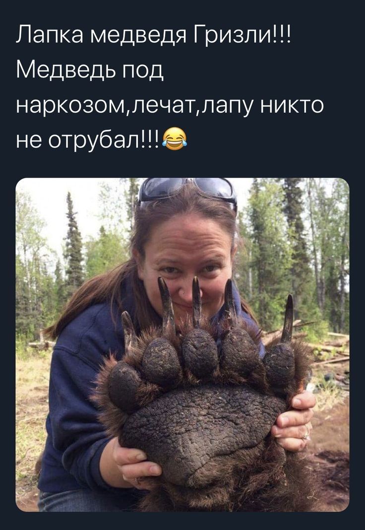 Лапка медведя Гризли Медведь под наркозомпечатлапу никто не отрубалё