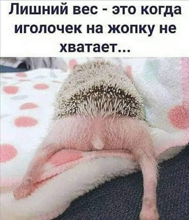 Лишний вес это когда иголочек на жопку не хватает их