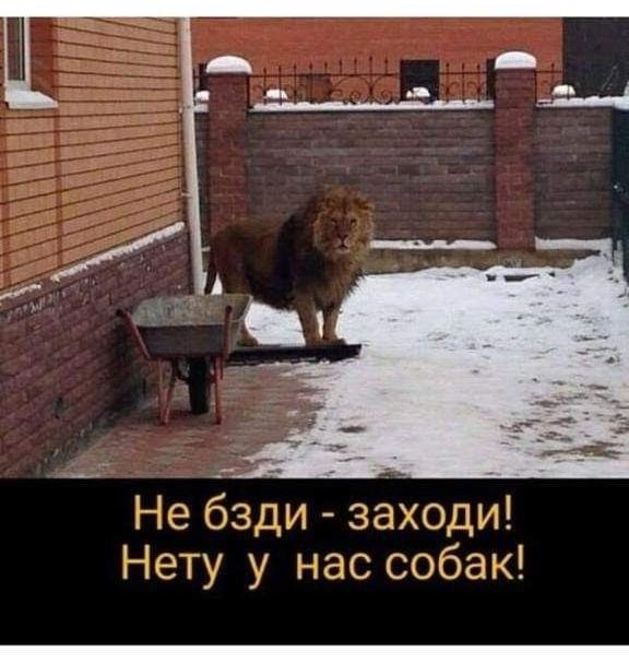 Не бздиз зах ди Нету у нас собак