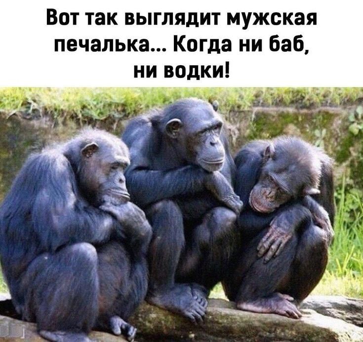 Вот так выглядит мужская печалька Когда ни баб ни водки