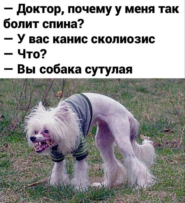 доктор почему у меня так болит спина У вас канис сколиозис Что Вы собака сутупая