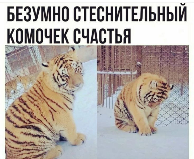 БЕЗУМНО СТЕВНИТЕЛЬНЫЙ