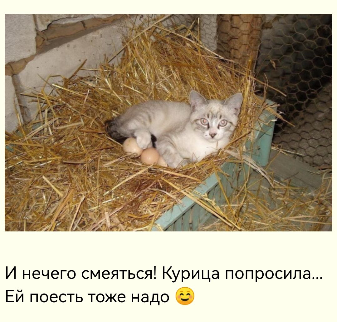 И нечего смеяться Курица попросила Ей поесть тоже надо