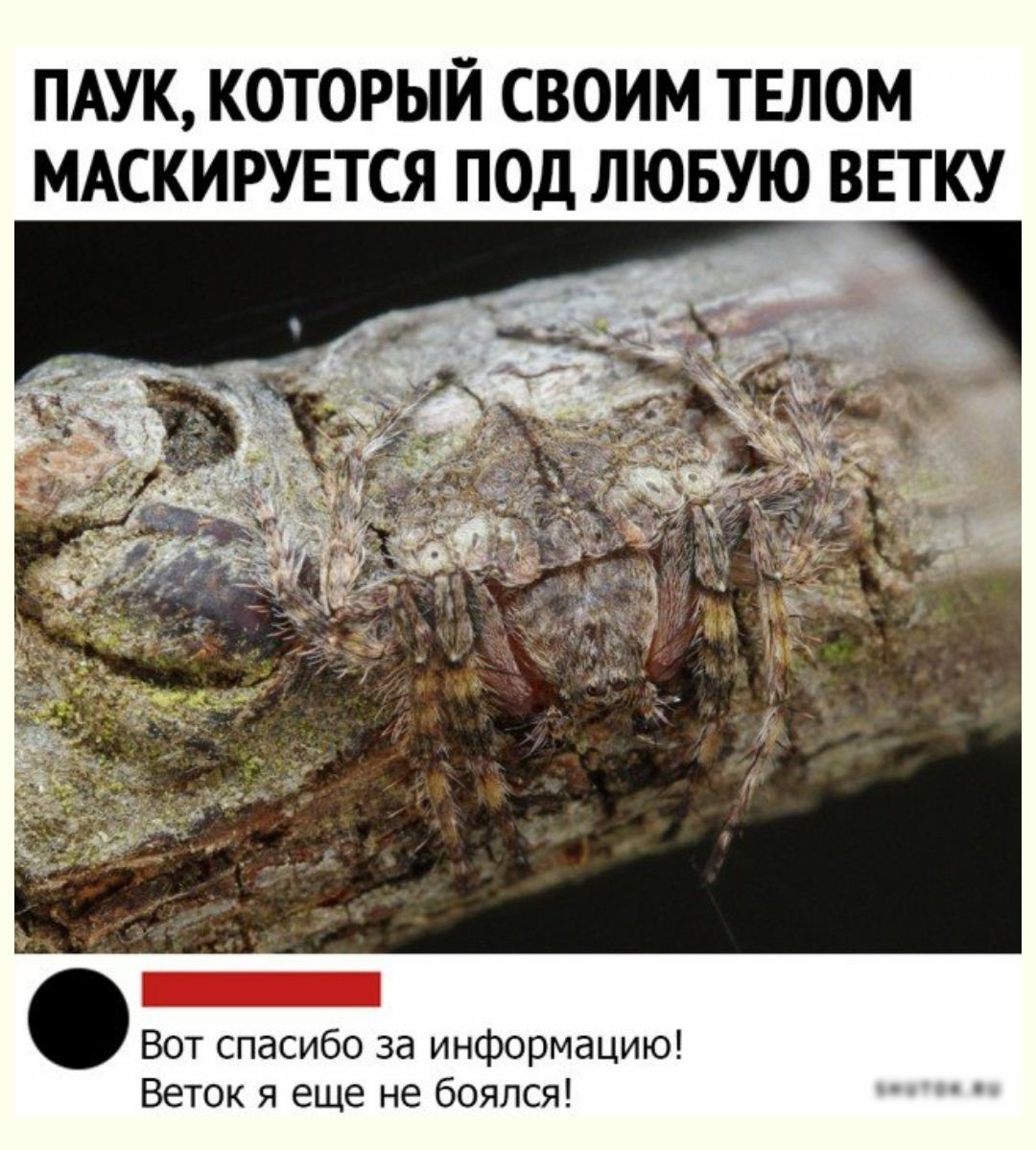 ПАУК КОТОРЫЙ СВОИМ ТЕЛОМ МАСКИРУЕТСЯ ПОД ЛЮБУЮ ВЕТКУ Вот спасибо за информацию Веток я еще не боялся и