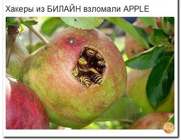 Хакеры из БИЛАЙН взломали АРР_Е