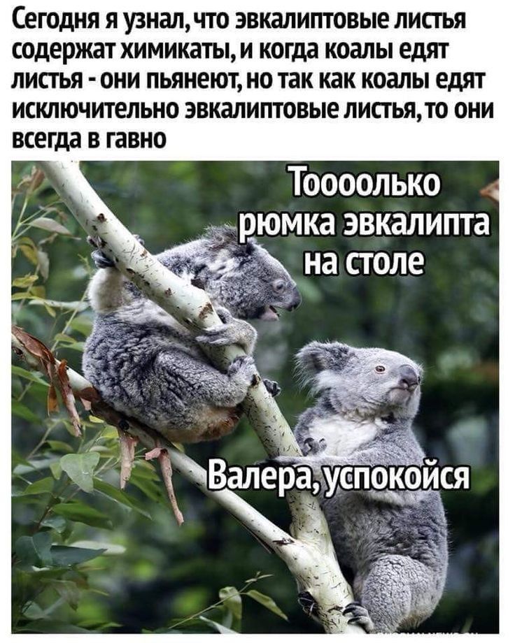СЕГОДНЯ Я УЗНЭЛЧТ0 ЭВКЭЛИПТОВЫе ЛИСТЬЯ содержат ХИМИКЗТЫ И когда КОЗЛЫ едят ЛИСТЬЯ ОНИ пьянеют НО так как КОЗЛЫ едят исключительно ЭВКЗЛИПТОВЫЕ ЛИСТЬЯТ0 ОНИ всегда В ГЗВНО Тоооолько д рюмка эвкалипта на столе