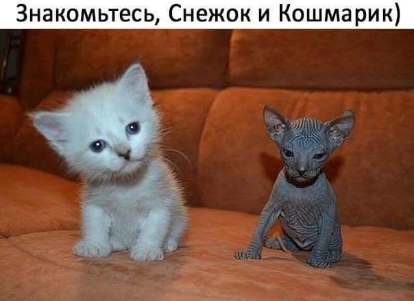 Знакомьтесь Снежок и Кошмарик