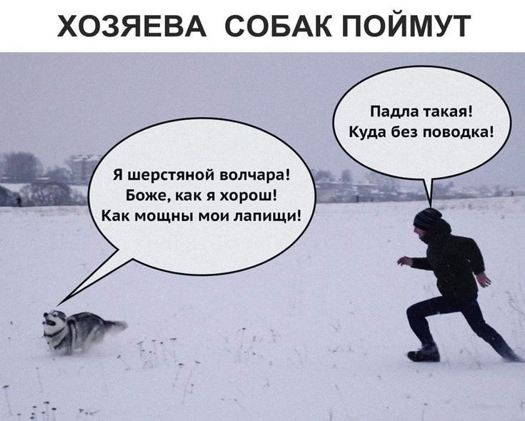 ХОЗЯЕВА СОБАК ПОЙМУТ Падла такая Куда без поводка я шерстяной волчара Боже как я хорош Как мощны мои папищи
