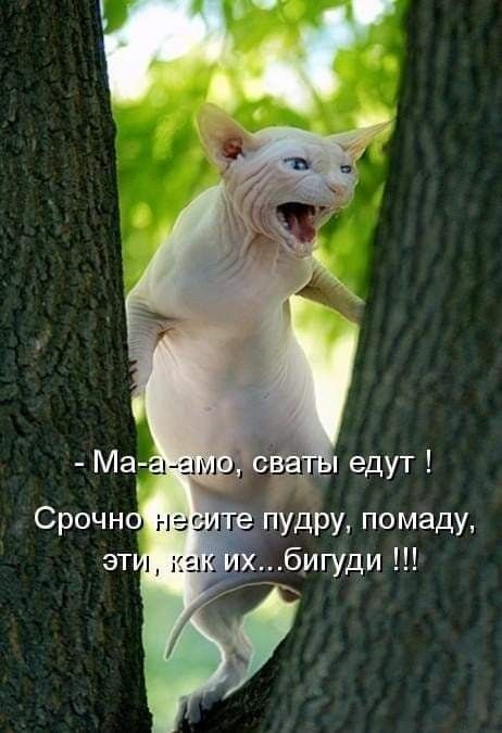 едут дру помаду бигуди