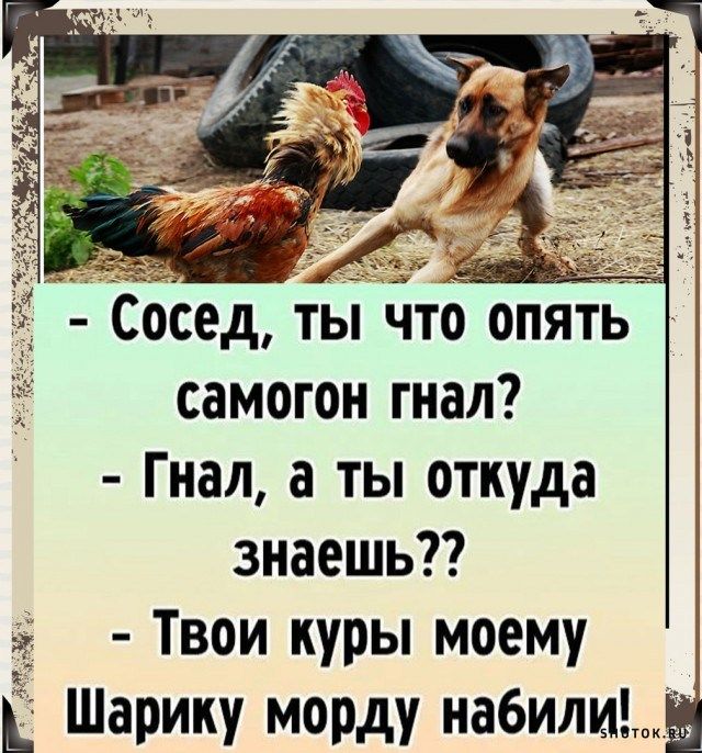 Сед ты что опятЁ самогон гнал Гнал а ты откуда знаешь Твои куры моему Ь Шарику морду набили7