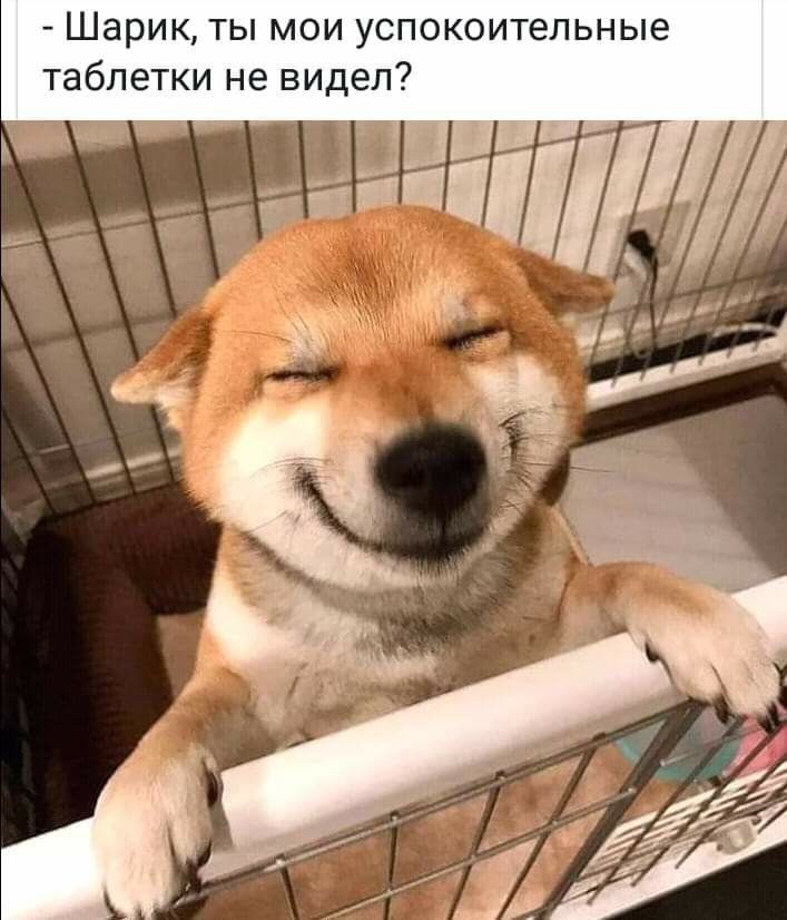 Шарик ты мои успокоительные таблетки не видел 77
