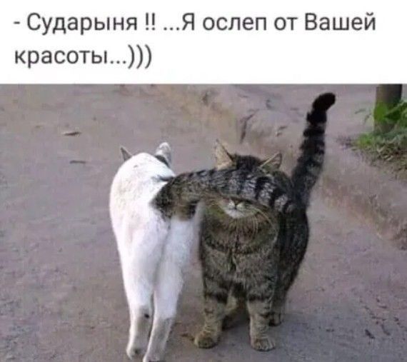 Сударыня Я ослеп от Вашей красоты
