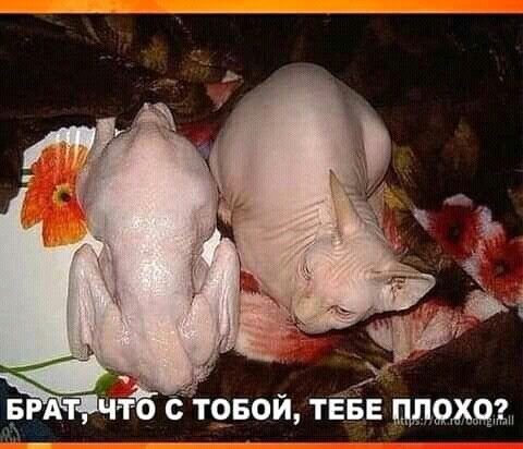 Бой тЁЕв идиш