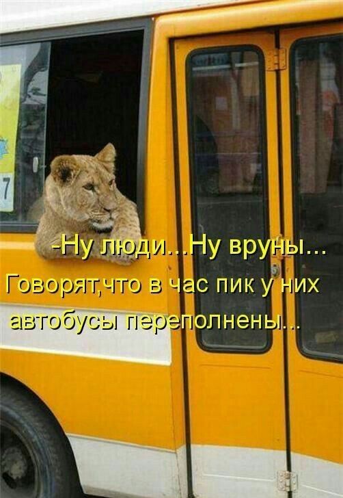 м Ёёдичі іу вруны в СЯіЧТО ЧЭС ПИК У НМХ попненыь