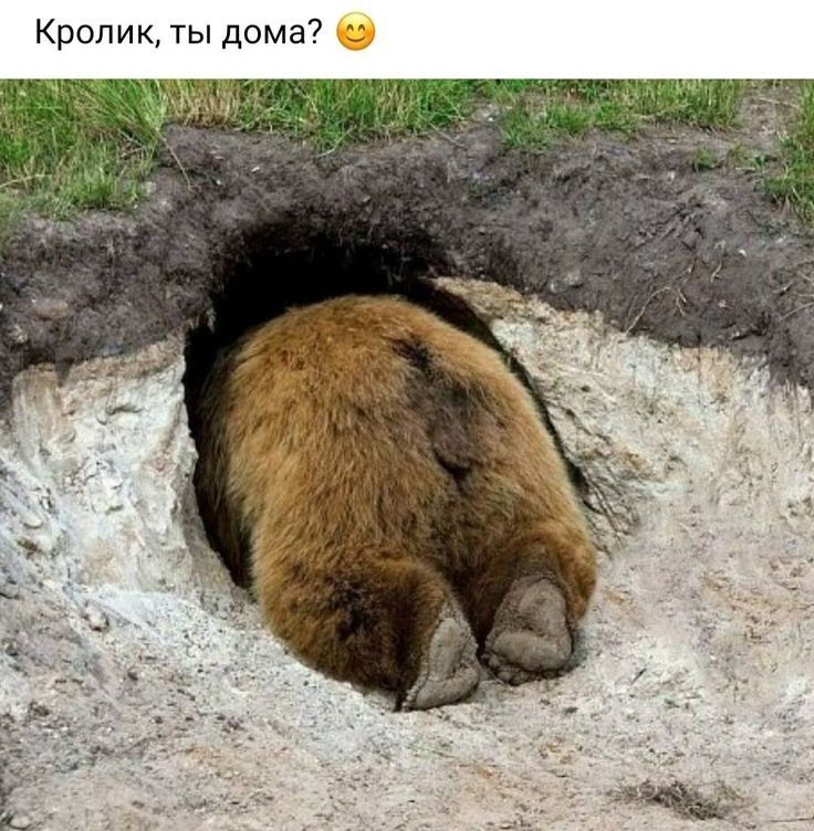 Кролик ты дома