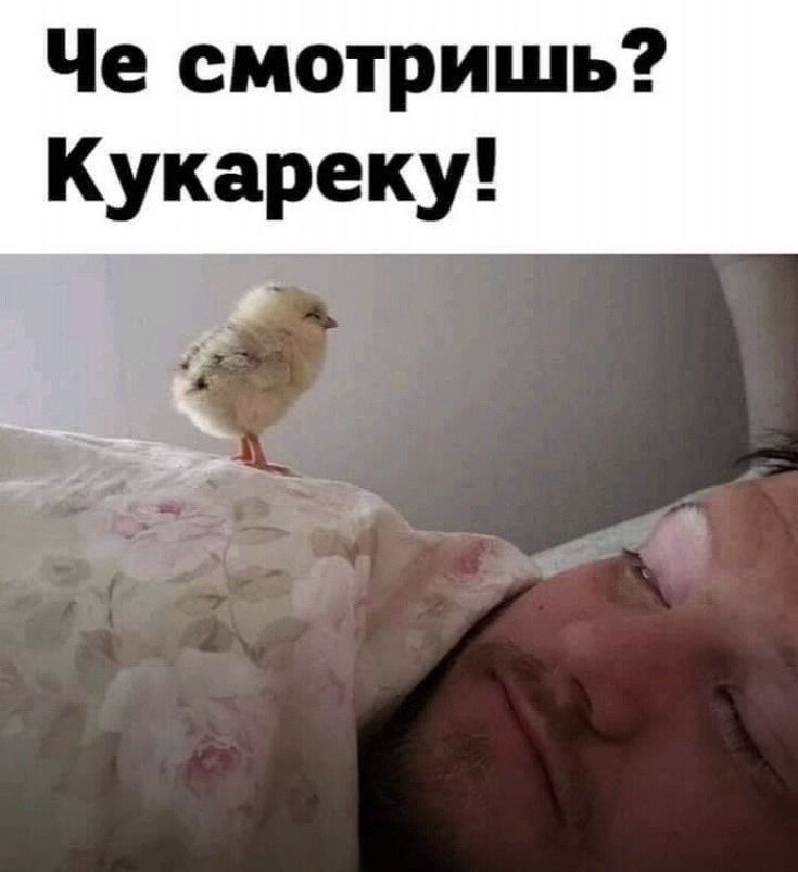 Че смотришь Кукареку