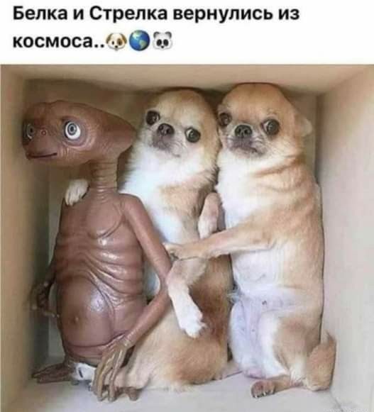 Белка и Стрелка вернулись из космосаФСЕ