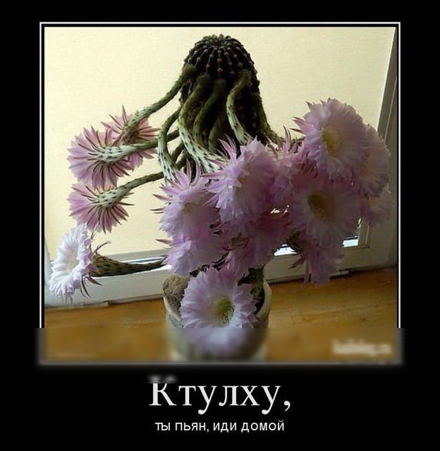 Ктулху ты пьян иди домой