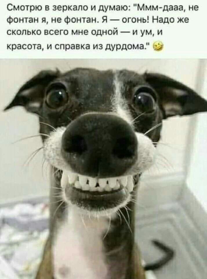 Смотрю зеркало и думаю Ммм дааа не Фонтан я не Фонтан Я огонь Надо же сколько всего мне одной и ум и красота и справка из дурдома