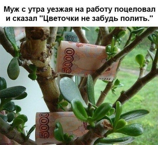 Муж утра уезжая на работу поцеловал и сказал Цветочки не забудь полить