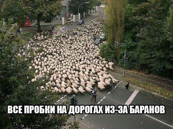 обооаа 3 щ а ч ВСЕПРОБКИ НА ДОРОГАХ ИЗ_ ЗА БАРАНОВ