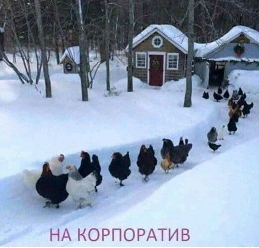 НА КОРПОРАТИВ