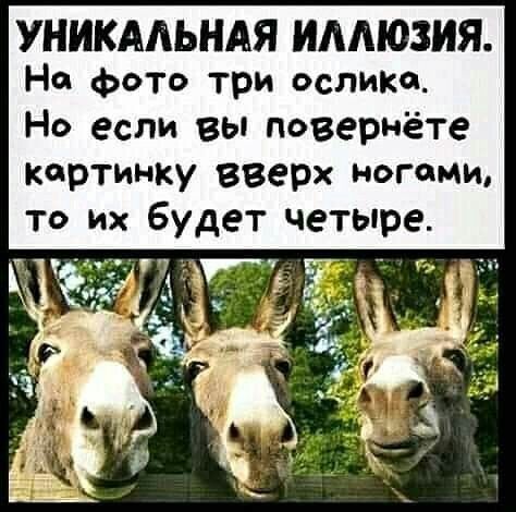 УНИКАЛЬНАЯ ИАМОЗИЯ На фото три ослика Но если вы поверНете картинку вверх ногами то их будет четыре