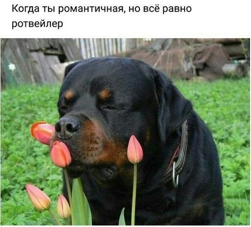 Когда ты романтичная но всё равно ротвейлер